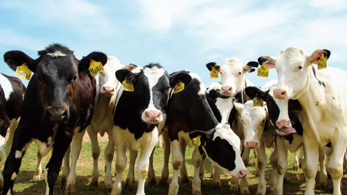 Science - Cattle Lighting