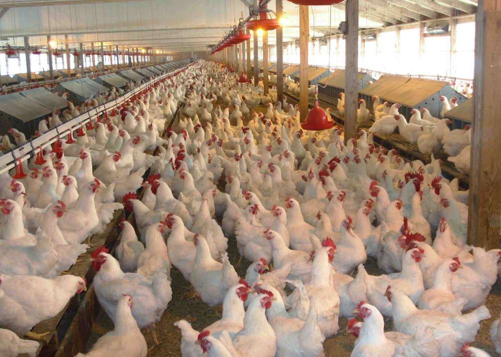 chicken coop lighting for egg production