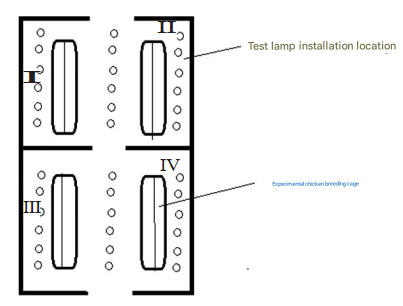 Broiler Lighting: Best Light for Chicken Brooder