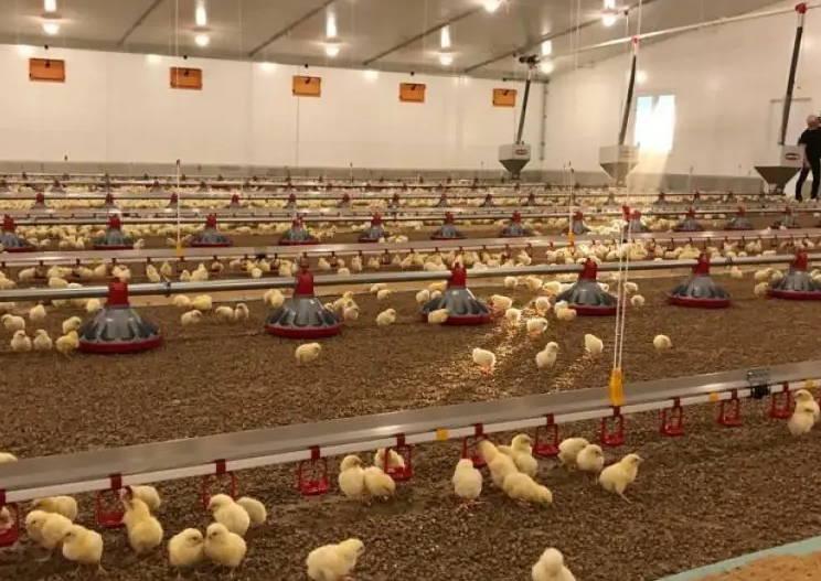 L'effet de l'éclairage des couveuses sur la couvaison des poulets