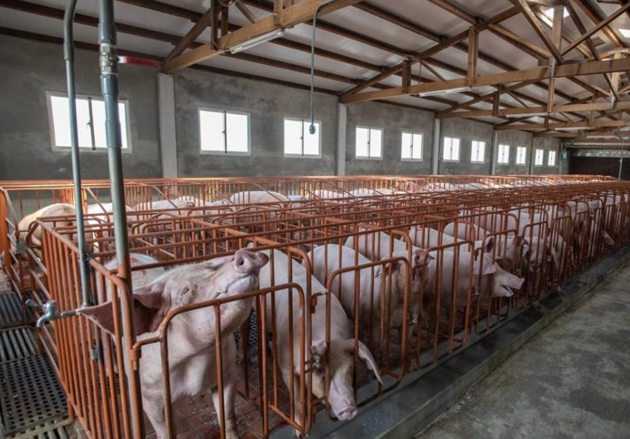 Pig Farms Lighting Design: Best Light for Pig House