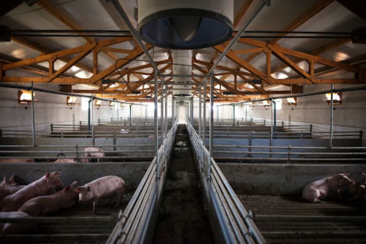 Led Swine Lighting: The Application of Light Fixtures for Swine Barns