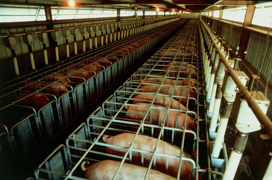 Swine Lighting System Standards: best light fixtures for swine building