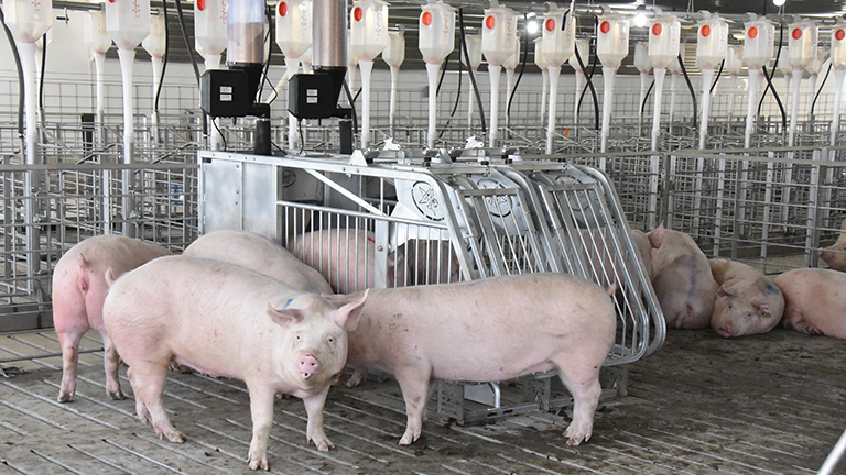 Éclairage des porcheries de gestation