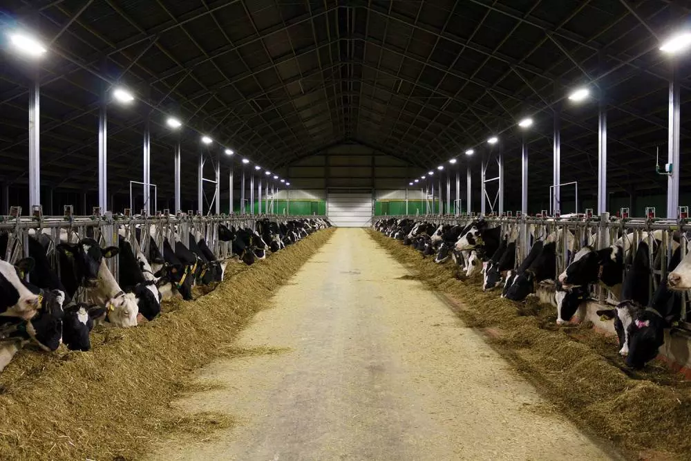 Cattle Shed Lighting: Best Led Lights for Cattle Sheds