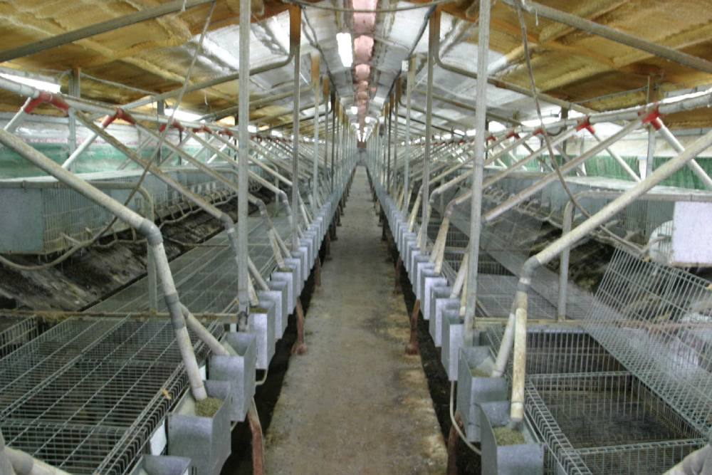 Éclairage des lapins : application de la lumière dans la production de lapins