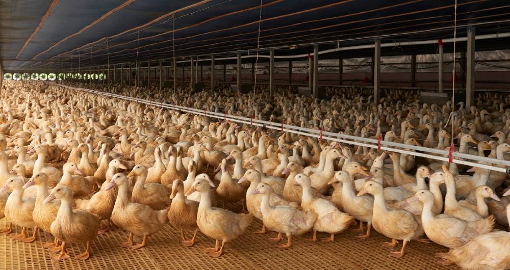 Waterfowl Lighting Design and Management