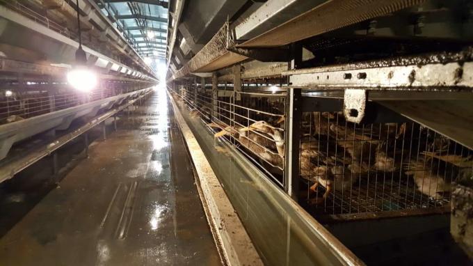 Contrôle de l'éclairage du poulailler : la meilleure lampe LED pour un poulailler