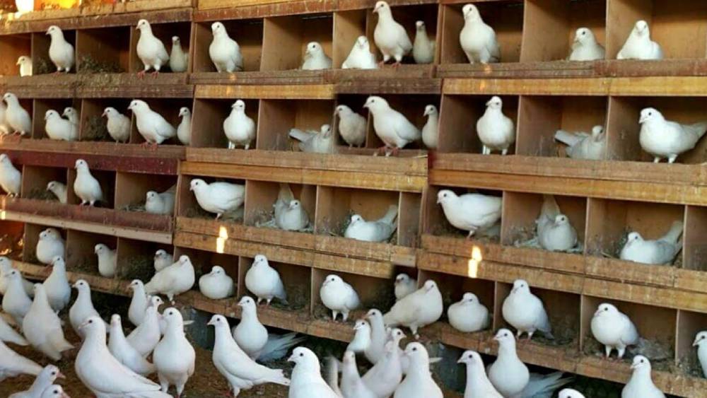 Effect of Pigeon Coop Lighting in Meat Pigeon Production
