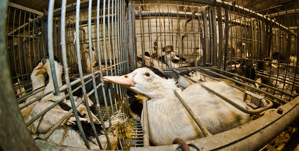 Geese Shed Lighting: Effects of Different Photoperiod on the Growth Performance