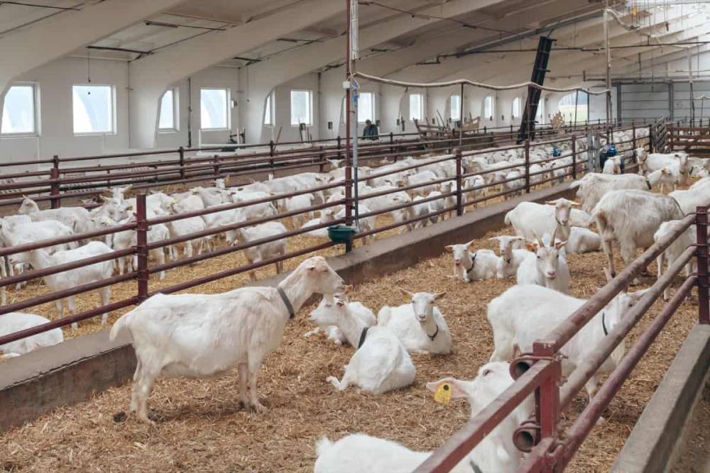 Goat Farm Lighting: Effect of Photoperiod on Milk Production in Dairy Goats