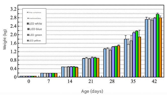 Effects of LED Poultry Lights On The Growth of Fast-growing Broiler Chicken