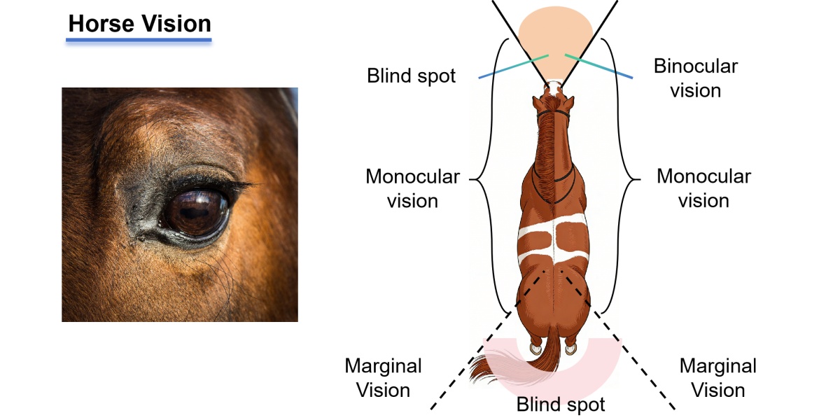 horse-eyes-vision-blind-spot horse-eyes-vision-blind-spot