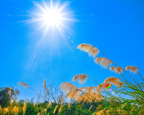 sunshine-meadow-sunlight