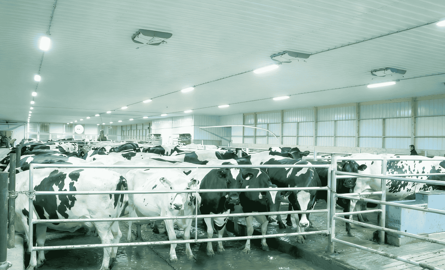 t8 led light for cattle barns