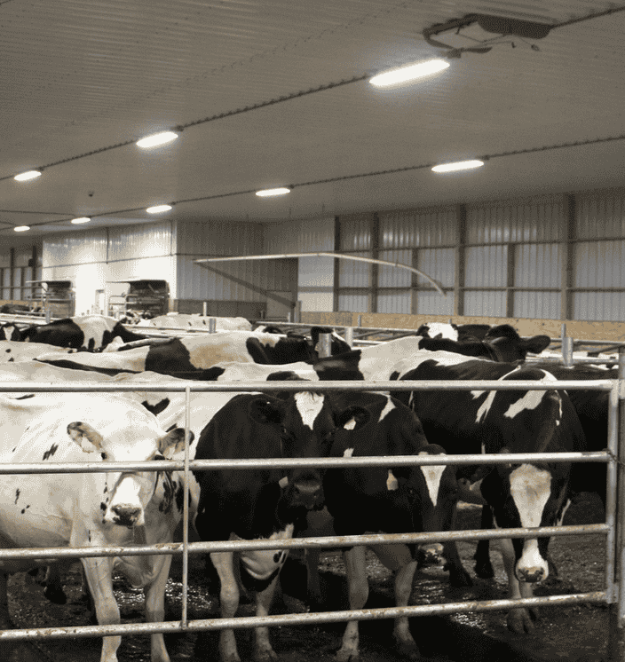 t8 led light for cattle barn