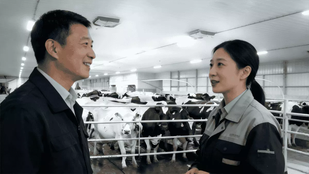 cattle barn lighting feedback