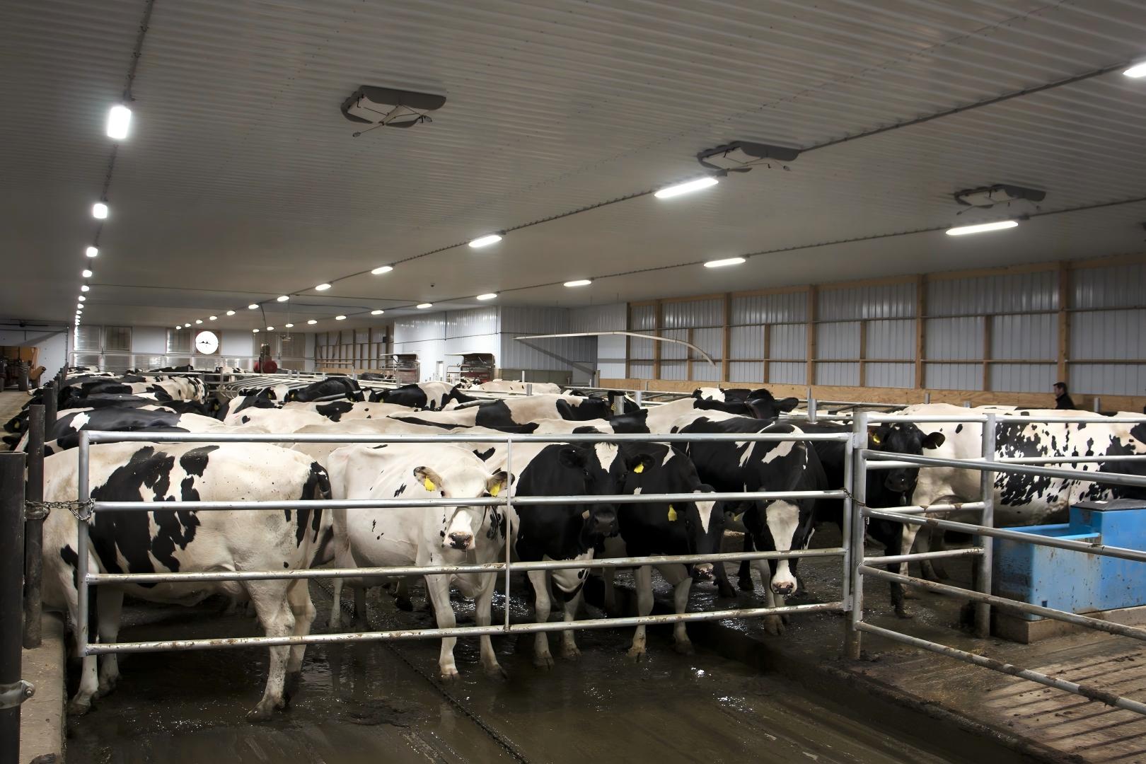 dairy farm led lighting 