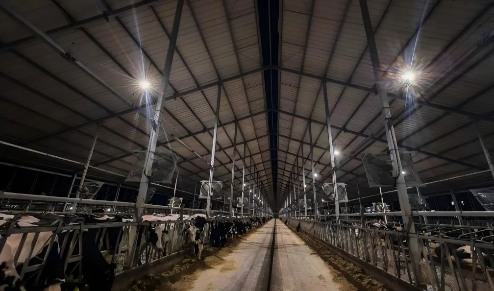 What Kind of Lighting Truly Improves Milk Yield and Dairy Cow Health?