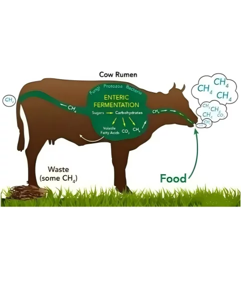 harmful gases in dairy barns