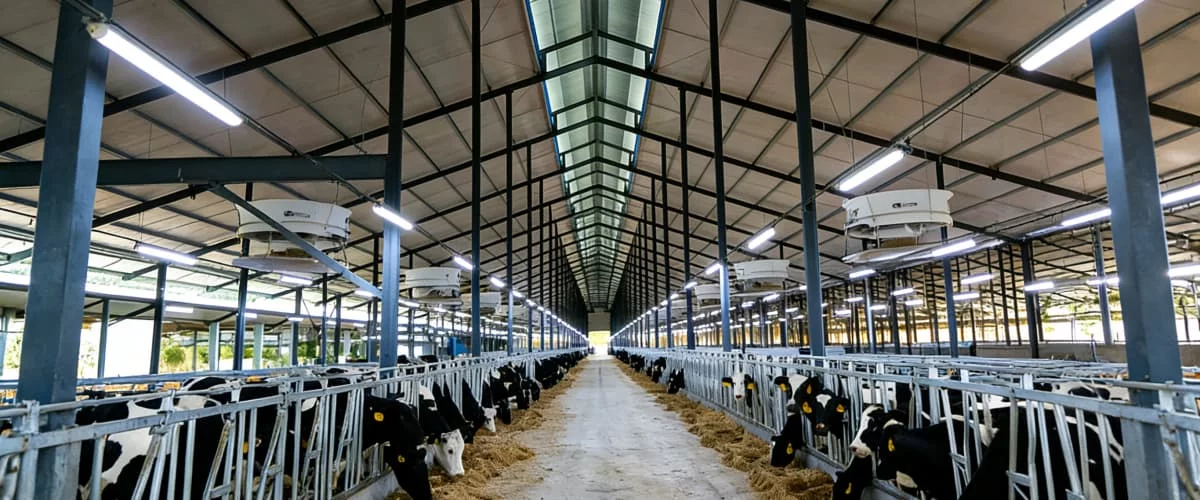 ¿Cómo aumentar la producción de leche en las vacas de forma natural?