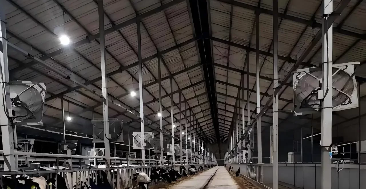 cattle shed led lighting solution(1)
