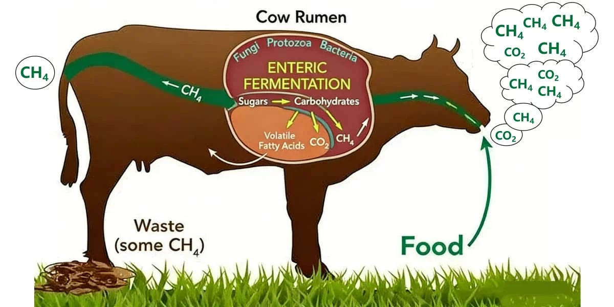 коровьи рубцовые газы