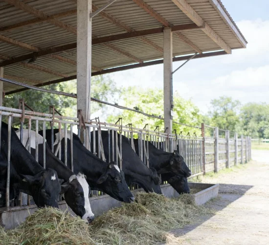 сухостойные коровы-крупный рогатый скот