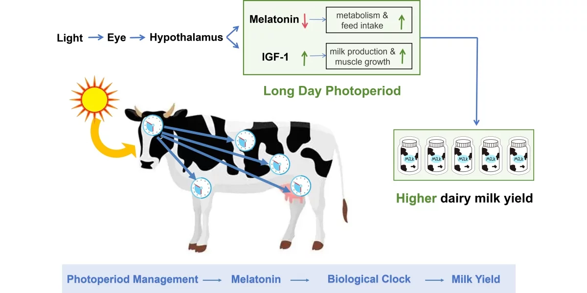 Управление фотопериодом повышает надои молока.