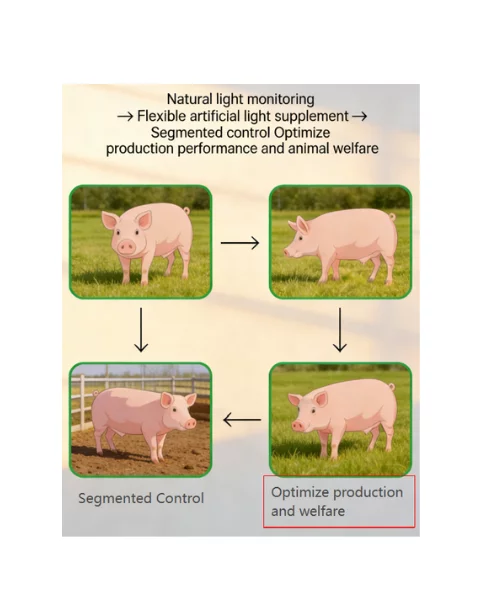 increase pig production and welfare