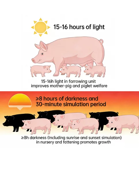 pig lighting photoperiod management