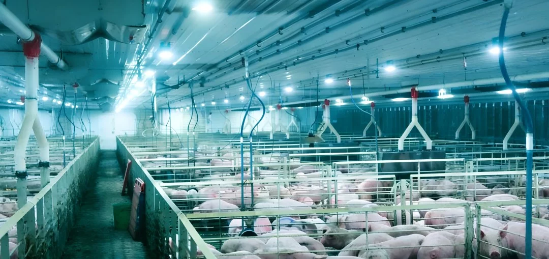 What Are the Key Points of Lighting in Pig Production?