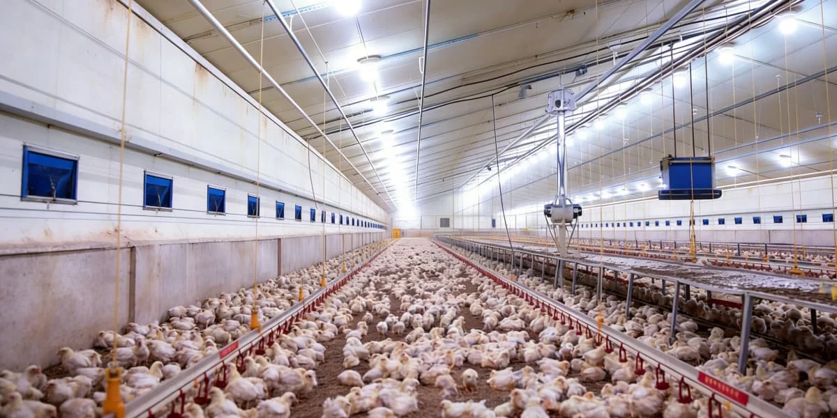 Chicken Coop Light for Winter: For Peak Egg Production