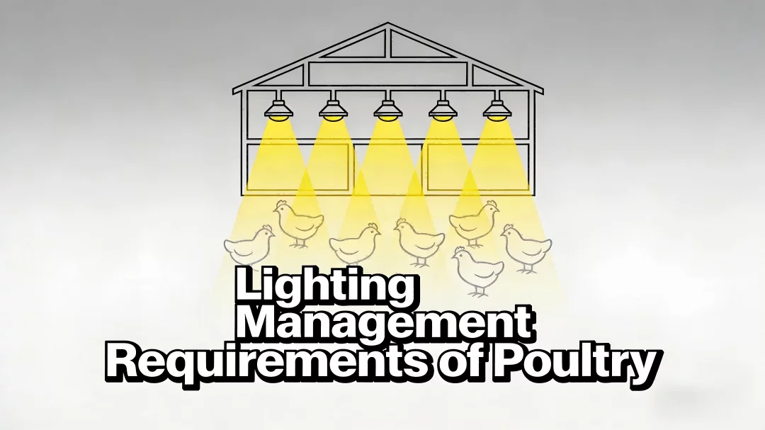 lighting management requirement of poultry