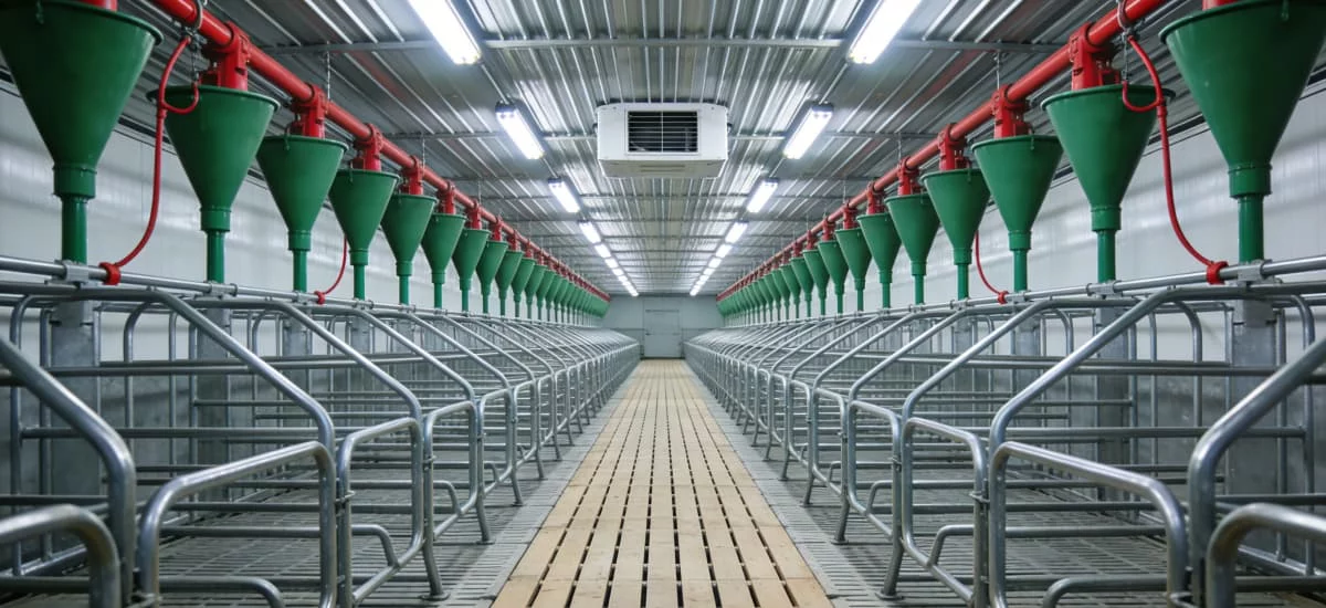 modern-large-scale-gestation-sow-stall-barn