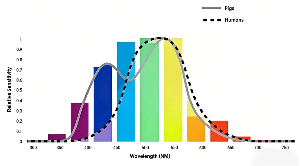pig-visible-spectrum-vs-human