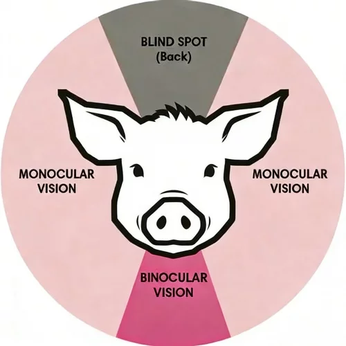 pig-visual-field-monocular-binocular-vision