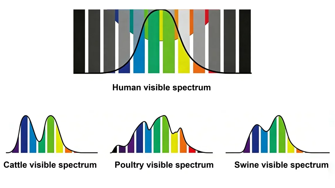 visual-perception-human-animal-differences