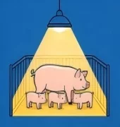 strict lighting requirement