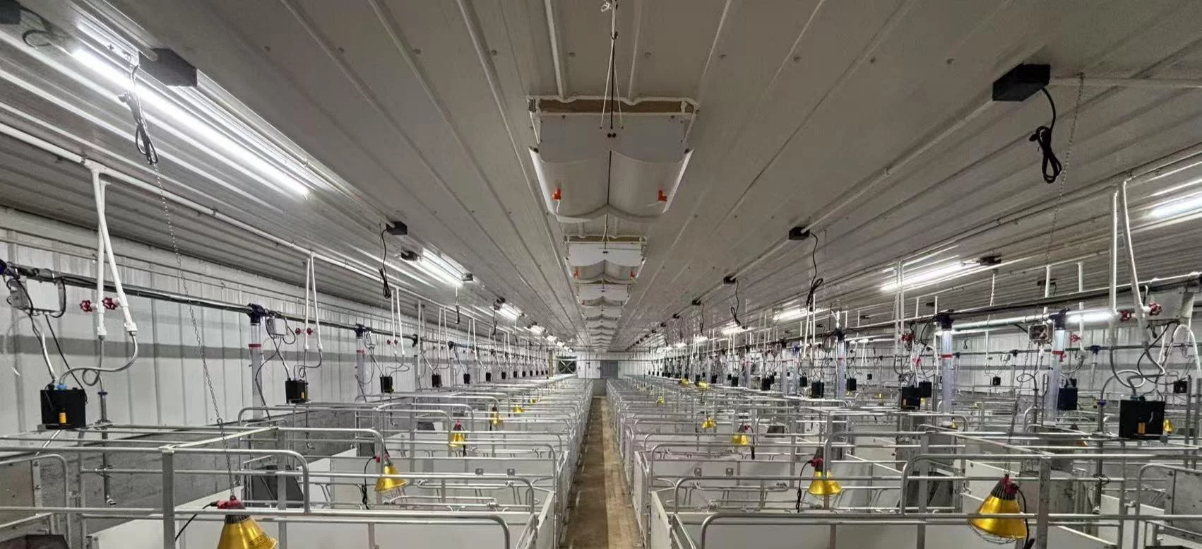 Lighting Science for Modern Livestock Farming