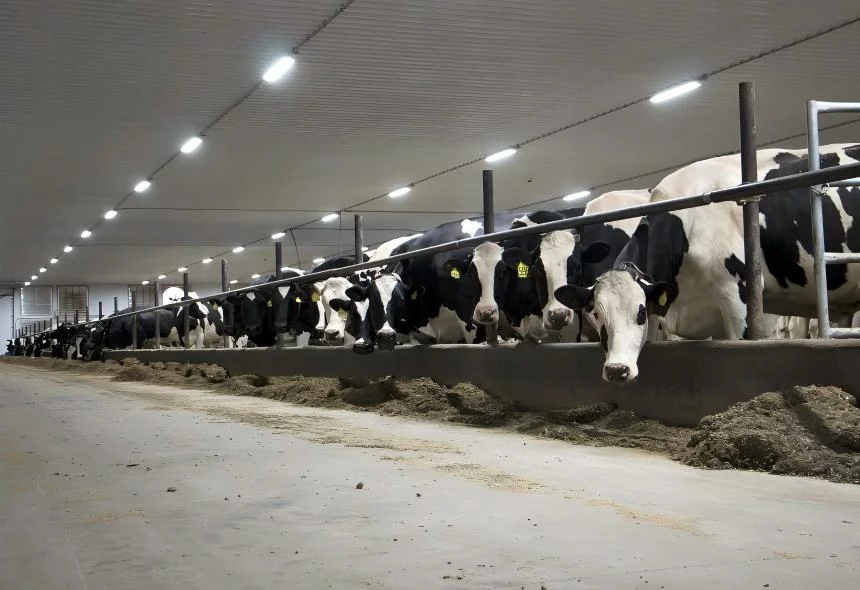Dairy Farm Upgrades to Ceramiclite T21 LED Light
