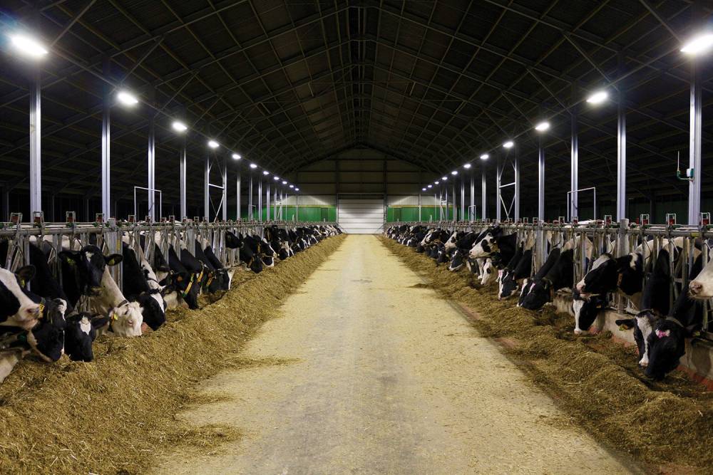 Cattle Barn Lighting