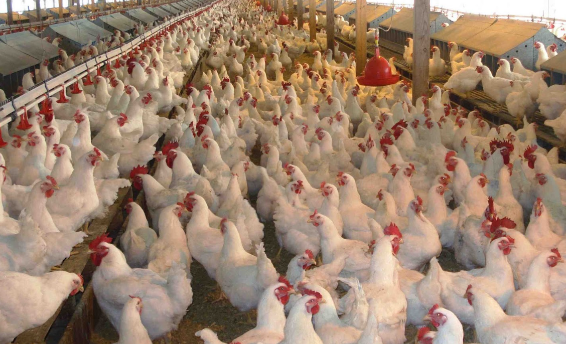 Effect of Led Chicken House Lighting on Poultry Farm