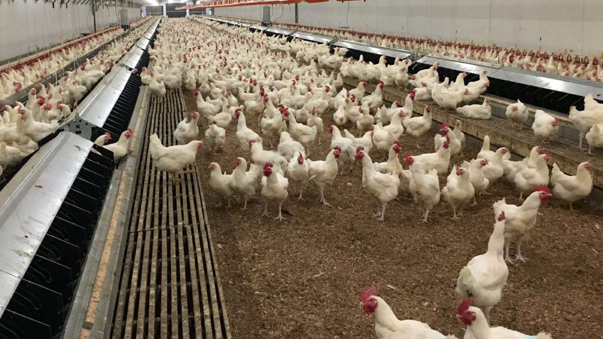 Chicken Coop Lighting