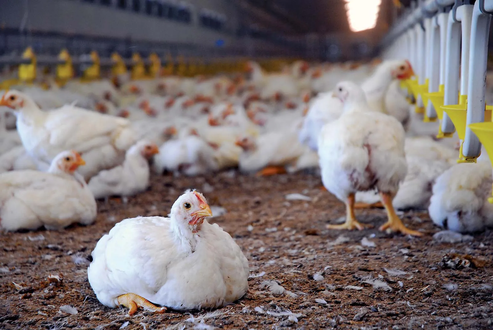 Is red or white light better for chickens